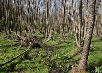 Bruchwälder - © Emanuel Trummer
